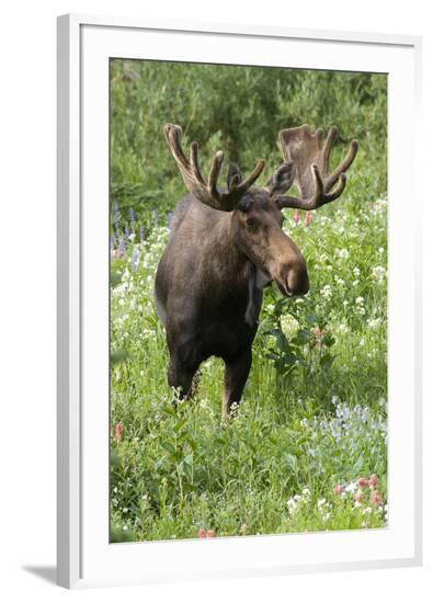 Framed Photographic Print, , large
