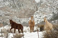 Three Horses in Pasture with Snow, Near Kanab, Utah-Howie Garber-Photographic Print