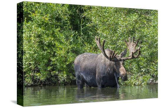 Stretched Canvas Print, , large
