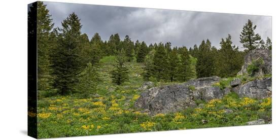 Stretched Canvas Print, , large
