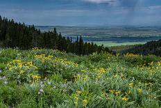 USA, Wyoming. Wildflowers and view of Teton Valley, Idaho, summer, Caribou-Targhee National Forest-Howie Garber-Photographic Print