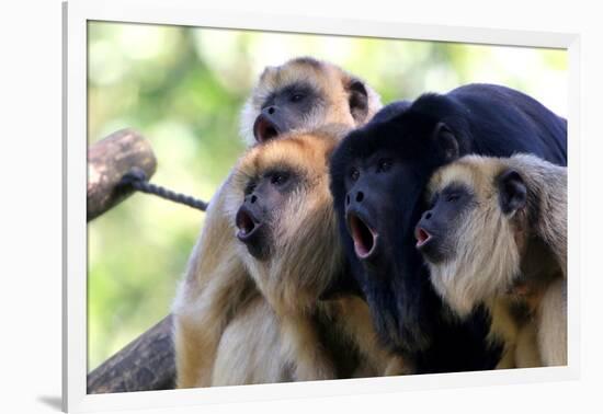 Howler Monkey Group-Lantern Press-Framed Art Print