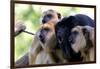 Howler Monkey Group-Lantern Press-Framed Art Print