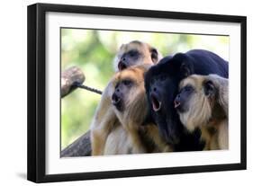 Howler Monkey Group-Lantern Press-Framed Art Print