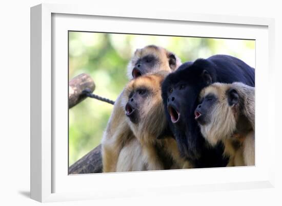 Howler Monkey Group-Lantern Press-Framed Art Print