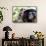 Howler Monkey Group-Lantern Press-Framed Stretched Canvas displayed on a wall