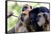 Howler Monkey Group-Lantern Press-Framed Stretched Canvas