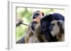 Howler Monkey Group-Lantern Press-Framed Art Print