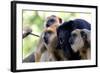 Howler Monkey Group-Lantern Press-Framed Art Print