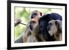 Howler Monkey Group-Lantern Press-Framed Art Print