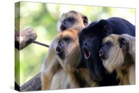 Howler Monkey Group-Lantern Press-Stretched Canvas