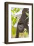 Howler Monkey, rehab center and forest preserve on Mango Key, Roatan-Stuart Westmorland-Framed Photographic Print