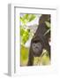 Howler Monkey, rehab center and forest preserve on Mango Key, Roatan-Stuart Westmorland-Framed Photographic Print