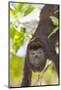 Howler Monkey, rehab center and forest preserve on Mango Key, Roatan-Stuart Westmorland-Mounted Photographic Print