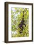 Howler Monkey, rehab center and forest preserve on Mango Key, Roatan-Stuart Westmorland-Framed Photographic Print