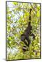 Howler Monkey, rehab center and forest preserve on Mango Key, Roatan-Stuart Westmorland-Mounted Photographic Print