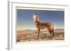 Howling Coyote-null-Framed Art Print