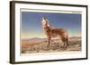 Howling Coyote-null-Framed Art Print