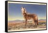 Howling Coyote-null-Framed Stretched Canvas