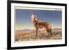 Howling Coyote-null-Framed Art Print