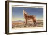 Howling Coyote-null-Framed Art Print