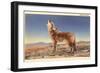 Howling Coyote-null-Framed Art Print