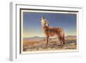 White Frame