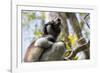 Howling Indri lemur (Indri indri), Analamazaotra Special Reserve, Andasibe, central area, Madagasca-Christian Kober-Framed Photographic Print