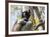 Howling Indri lemur (Indri indri), Analamazaotra Special Reserve, Andasibe, central area, Madagasca-Christian Kober-Framed Photographic Print