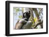 Howling Indri lemur (Indri indri), Analamazaotra Special Reserve, Andasibe, central area, Madagasca-Christian Kober-Framed Photographic Print
