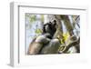 Howling Indri lemur (Indri indri), Analamazaotra Special Reserve, Andasibe, central area, Madagasca-Christian Kober-Framed Photographic Print