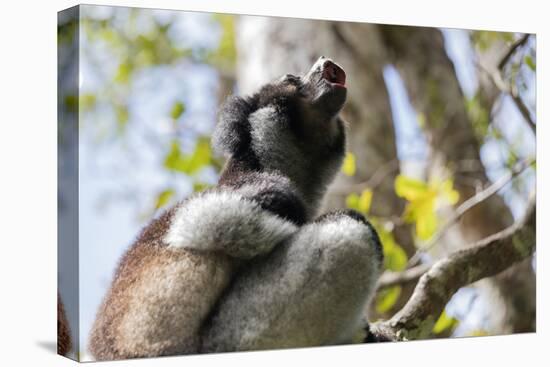 Howling Indri lemur (Indri indri), Analamazaotra Special Reserve, Andasibe, central area, Madagasca-Christian Kober-Stretched Canvas