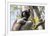 Howling Indri lemur (Indri indri), Analamazaotra Special Reserve, Andasibe, central area, Madagasca-Christian Kober-Framed Photographic Print