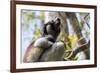 Howling Indri lemur (Indri indri), Analamazaotra Special Reserve, Andasibe, central area, Madagasca-Christian Kober-Framed Photographic Print