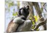 Howling Indri lemur (Indri indri), Analamazaotra Special Reserve, Andasibe, central area, Madagasca-Christian Kober-Mounted Photographic Print