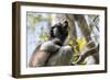 Howling Indri lemur (Indri indri), Analamazaotra Special Reserve, Andasibe, central area, Madagasca-Christian Kober-Framed Photographic Print