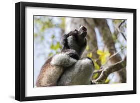 Howling Indri lemur (Indri indri), Analamazaotra Special Reserve, Andasibe, central area, Madagasca-Christian Kober-Framed Photographic Print