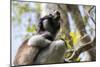 Howling Indri lemur (Indri indri), Analamazaotra Special Reserve, Andasibe, central area, Madagasca-Christian Kober-Mounted Photographic Print