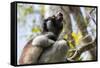 Howling Indri lemur (Indri indri), Analamazaotra Special Reserve, Andasibe, central area, Madagasca-Christian Kober-Framed Stretched Canvas