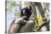 Howling Indri lemur (Indri indri), Analamazaotra Special Reserve, Andasibe, central area, Madagasca-Christian Kober-Stretched Canvas