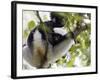 Howling Indri lemur (Indri indri), Analamazaotra Special Reserve, Andasibe, central area, Madagasca-Christian Kober-Framed Photographic Print