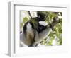 Howling Indri lemur (Indri indri), Analamazaotra Special Reserve, Andasibe, central area, Madagasca-Christian Kober-Framed Photographic Print