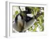 Howling Indri lemur (Indri indri), Analamazaotra Special Reserve, Andasibe, central area, Madagasca-Christian Kober-Framed Photographic Print