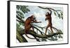 Howling Monkey, 1860-null-Framed Stretched Canvas