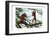 Howling Monkey, 1860-null-Framed Giclee Print