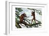 Howling Monkey, 1860-null-Framed Giclee Print