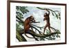 Howling Monkey, 1860-null-Framed Giclee Print