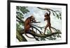 Howling Monkey, 1860-null-Framed Giclee Print