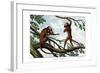 Howling Monkey, 1860-null-Framed Giclee Print