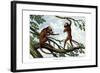 Howling Monkey, 1860-null-Framed Giclee Print